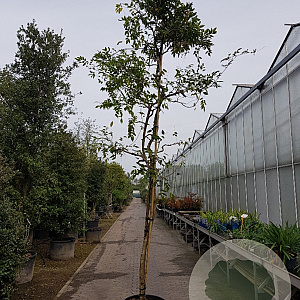 Wisteria sinensis 160 cm stam container 16-18