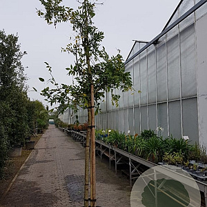 Wisteria sinensis 160 cm stam container 18-20