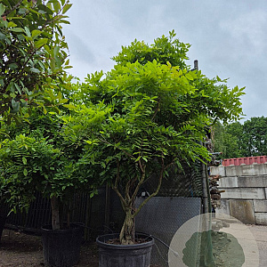 Wisteria sinensis 250-300 cm cont. 150L solitair