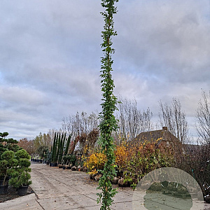 Wisteria sinensis 'Prolific' 550-600 cm cont. 70L