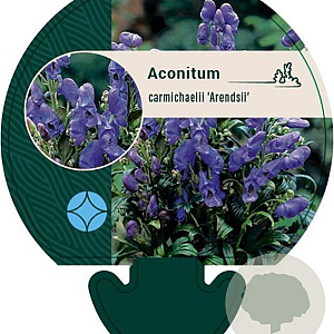 Aconitum carm. 'Arendsii' GM P9
