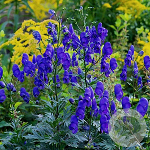 Aconitum carm. 'Arendsii' GM P9