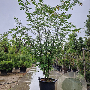 Zelkova serrata 200-250 cm container meerstammig extra
