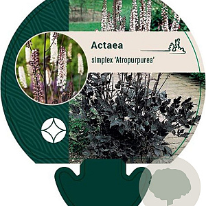 Actaea simp. 'Atropurpurea' GM P9