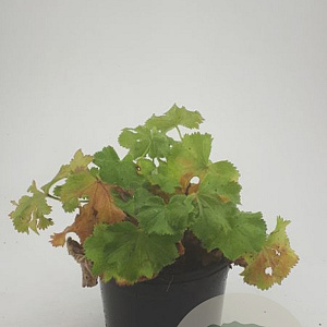Alchemilla mollis GM 1.5
