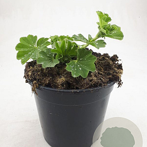 Alchemilla mollis GM 1.5