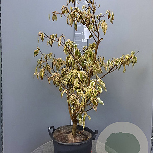 Cornus controversa 'Variegata' 125-150 cm 35L