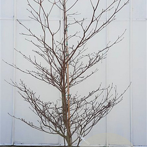 Cornus controversa 'Variegata' 200-250 cm container solitair