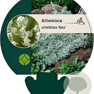 Artemisia schmidt. 'Nana' GM P9