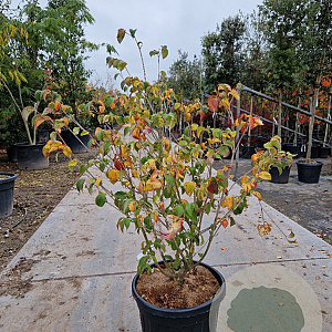 Cornus k. 'Satomi' 100-125 cm container multiplateau