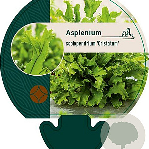 Asplenium scol. 'Cristatum' GM P9