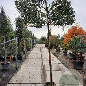 Elaeagnus ebbingei 10-12 cm container LEIVORM 200 cm stam