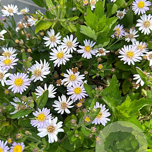 Aster ageratoides 'Stardust' GM P9
