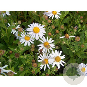 Aster ageratoides 'Stardust' GM P9