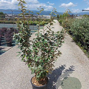 Elaeagnus ebbingei 125-150 cm 18L