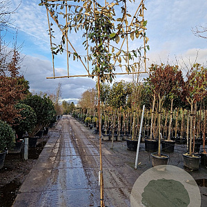 Elaeagnus ebbingei 6-8 cm container 200 cm stam leiboom