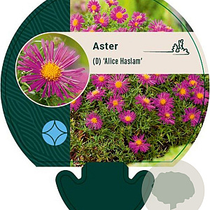 Aster (D) 'Alice Haslam' GM P9
