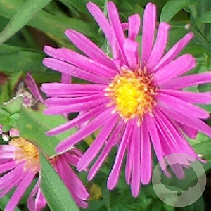 Aster (D) 'Alice Haslam' GM P9