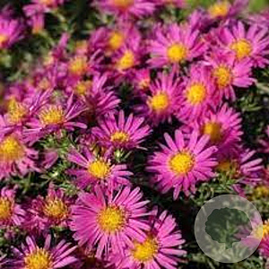 Aster (D) 'Alice Haslam' GM P9