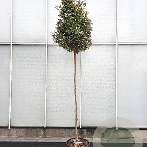 Elaeagnus ebbingei 170 cm stam container 8-10