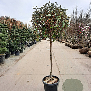 Elaeagnus ebbingei 100 cm stam container 60-80 bol