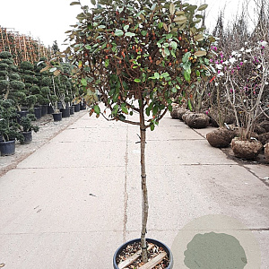 Elaeagnus ebbingei 100 cm stam container 60-80 bol