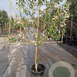 Elaeagnus ebbingei 80 cm stam container 6-8 lei 150x120
