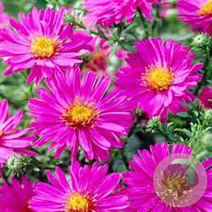 Aster (D) 'Anneke' GM P9