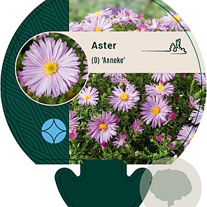 Aster (D) 'Anneke' GM P9