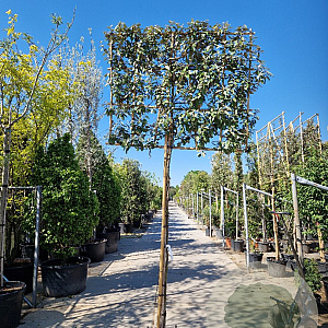 Elaeagnus ebbingei 180 cm stam container 25-30 lei 180x180