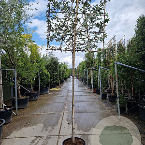 Elaeagnus ebbingei 180 cm stam 45L 6-8HO 120x120 scherm
