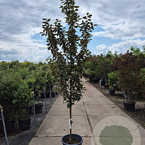 Elaeagnus ebbingei 200-250 cm container geveerd