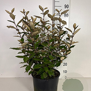Elaeagnus ebb. 'Compacta' 60-80 cm 10L