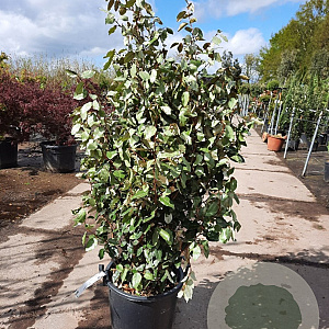 Elaeagnus ebb. 'Compacta' 100-125 cm 30L