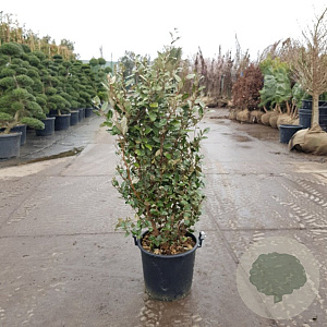 Elaeagnus ebb. 'Compacta' 100-125 cm 30L