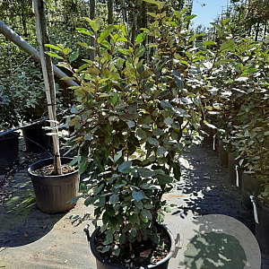 Elaeagnus ebb. 'Compacta' 100-125 cm 30L