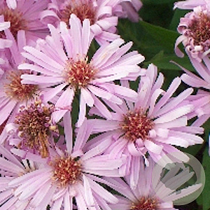 Aster (D) 'Herbstgruss v. Bresserh' GM P9