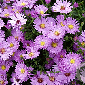 Aster (D) 'Herbstgruss v. Bresserh' GM P9