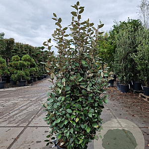 Elaeagnus ebb. 'Compacta' 125-150 cm 30L