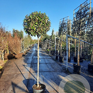 Elaeagnus ebb. 'Compacta' 140 cm stam container 60-80 bol