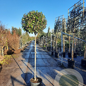 Elaeagnus ebb. 'Compacta' 140 cm stam container 80-100 bol