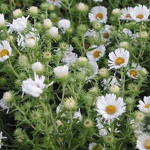 Aster n.-a. 'Herbstschnee' GM P9