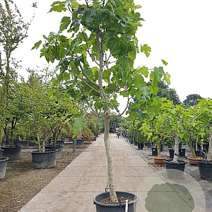 Ficus carica 120 cm stam container 18-20