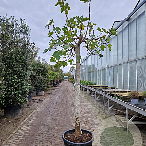Ficus carica 180 cm stam container 30-35