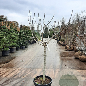Ficus carica 100 cm stam container 16-18