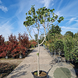 Ficus carica 100 cm stam container 16-18