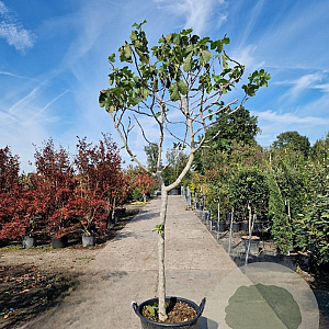 Ficus carica 100 cm stam container 16-18