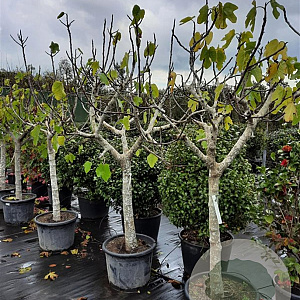 Ficus carica 100 cm stam container 16-18