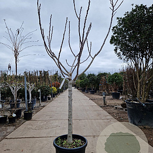 Ficus carica 100 cm stam container 16-18