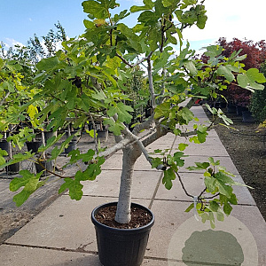 Ficus carica 70 cm stam container 35-40